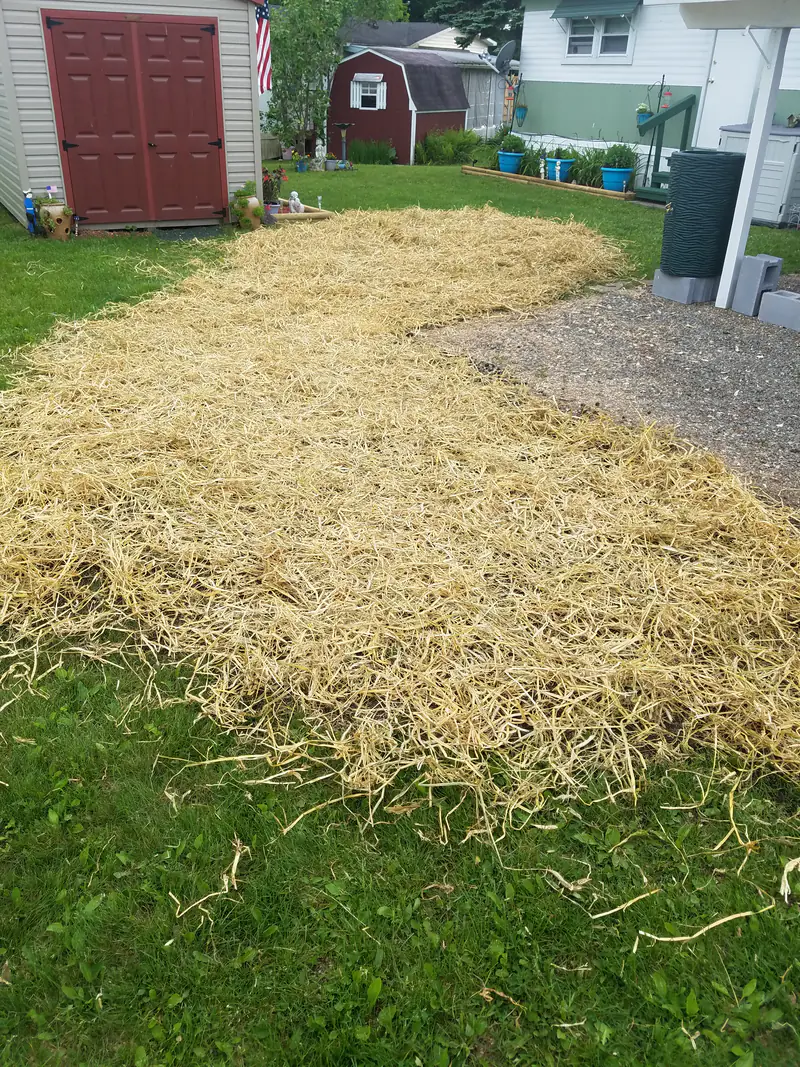 The same backyard after grinding, the stumps gone and the ground covered with hay