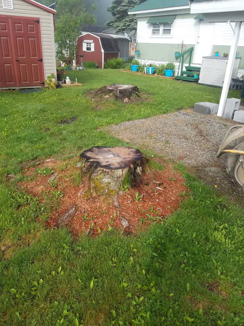 Two tree stumps in a backyard lawn between garden sheds, before grinding