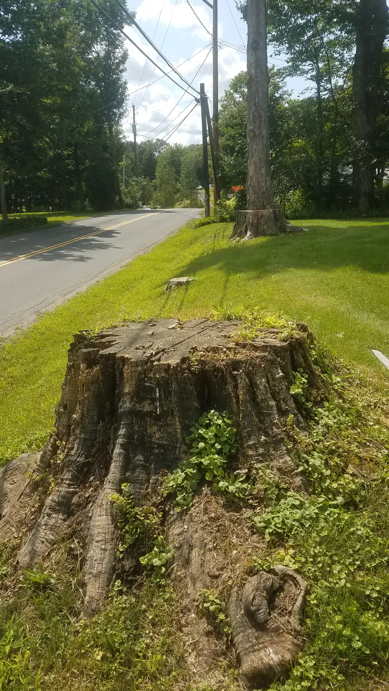A tall old stump on a grassy bank beside a road with power lines overhead